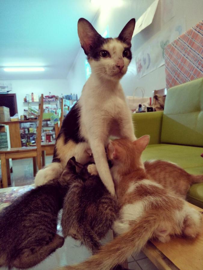 Hostel Cat Japanese Only At Uh Huh House Cebu Exteriér fotografie